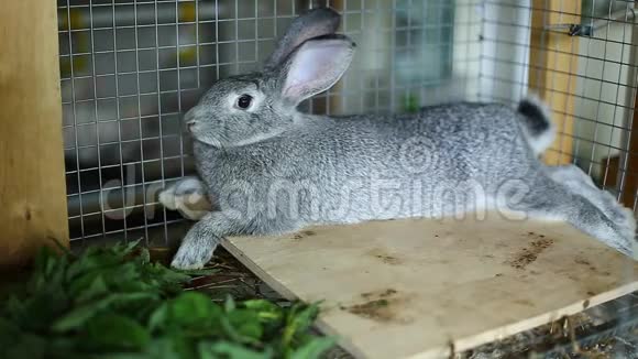 兔子在笼子里饲养灰色的下巴视频的预览图