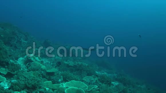 珊瑚礁上的4k曼塔射线视频的预览图