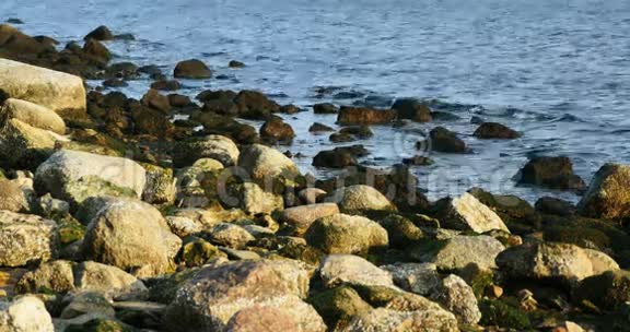 里加海滩的海草绿石视频的预览图