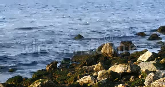 里加海滩的海草绿石视频的预览图