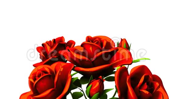 白色文字空间的红玫瑰花束视频的预览图