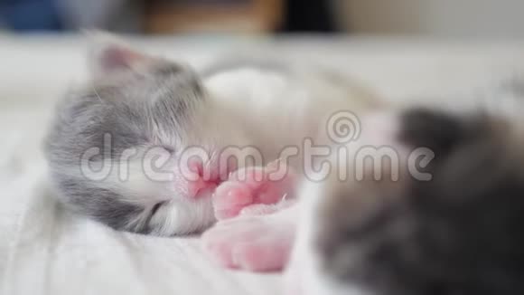 搞笑视频两只宠物可爱新生生活方式小猫睡觉团队在床上宠物概念宠物概念小猫视频的预览图