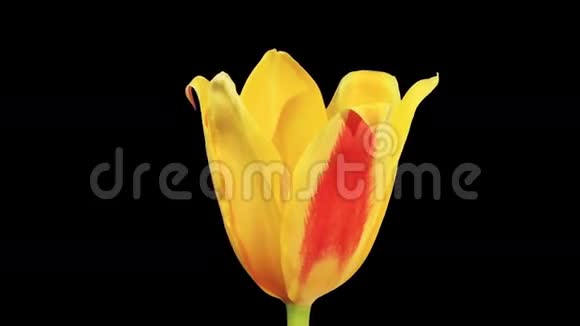 黄色郁金香花蕾ALPHA哑光全高清视频的预览图