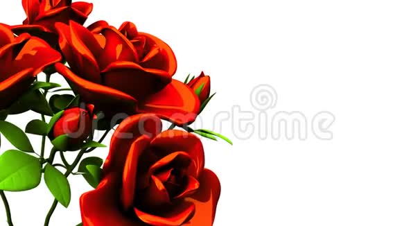 白色文字空间的红玫瑰花束视频的预览图