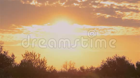树木背景上五彩缤纷的夕阳田野里金色的夕阳视频的预览图