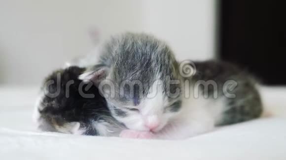 搞笑视频两只可爱的新生小猫睡眠生活方式团队合作床上宠物概念宠物概念小猫斑纹视频的预览图