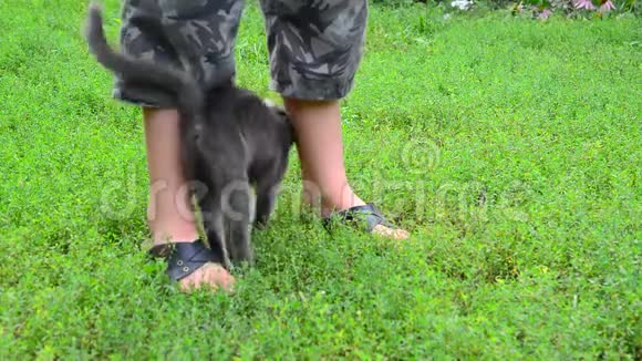 灰猫抚摸你孩子腿视频的预览图