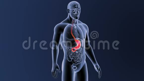 胃有器官视频的预览图