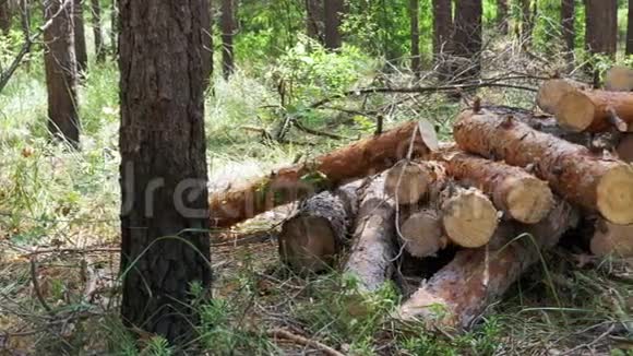 砍伐的原木被堆放在森林里视频的预览图