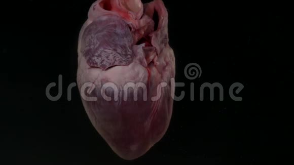 在黑色背景下的水族馆里有血的心脏视频的预览图