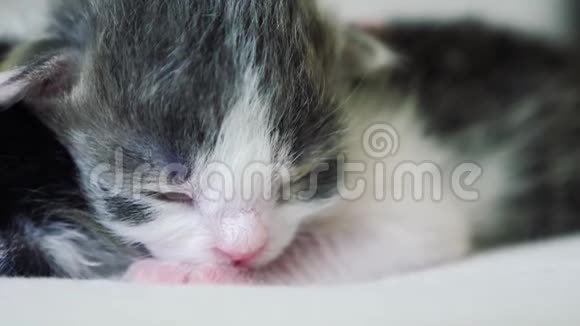 搞笑视频两只可爱的新生小猫在床上集体睡觉宠物生活方式概念宠物概念小猫斑纹视频的预览图
