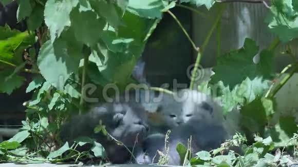 可爱的英国小猫在户外喵喵叫视频的预览图