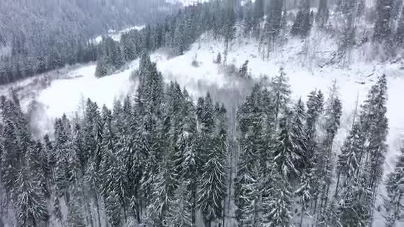在雪山针叶林中飞越暴风雪视频的预览图