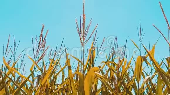 有机玉米田干熟玉米的农业概念玉米收获农业生活方式天然产品视频的预览图
