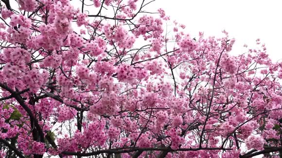 美丽的樱花樱花视频的预览图