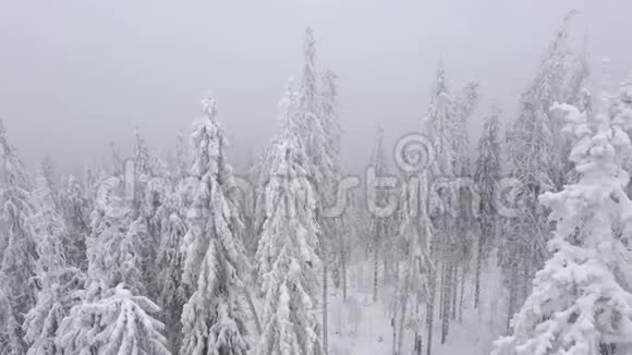 冬季山上白雪覆盖的树木的鸟瞰图视频的预览图