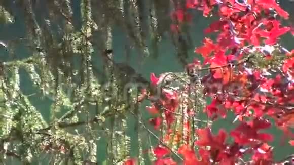 落叶橡树叶风红绿视频的预览图