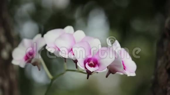 白色柔软的粉红兰花视频的预览图