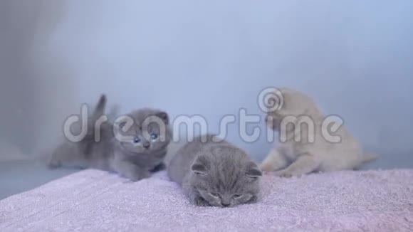 可爱的小猫英国肖瑟尔视频的预览图