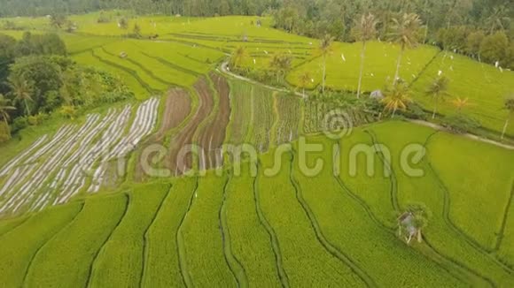 印度尼西亚巴厘岛稻田景观视频的预览图