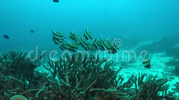 珊瑚礁上的旗鱼视频的预览图