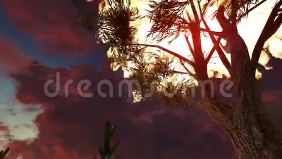 日出时树木在开阔的田野里燃烧视频的预览图