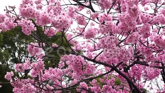 美丽的樱花春天的樱花视频的预览图