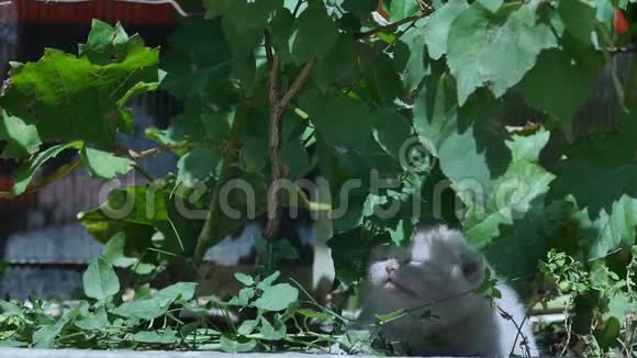 可爱的英国小猫在户外喵喵叫视频的预览图