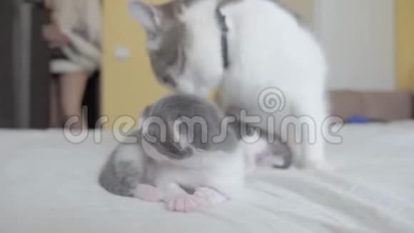 幸福的家庭猫妈妈和新生的小猫孩子们猫舔小猫的生活方式家畜概念视频的预览图