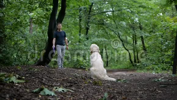 人类和金毛猎犬在大自然中玩或训练动物户外玩具视频的预览图