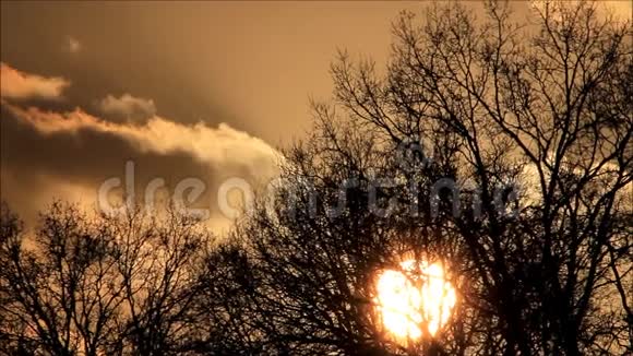傍晚美丽的日落黄云树视频的预览图
