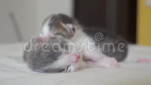 有趣的生活方式视频两只宠物可爱的新生小猫睡觉团队在床上宠物概念宠物概念小猫视频的预览图