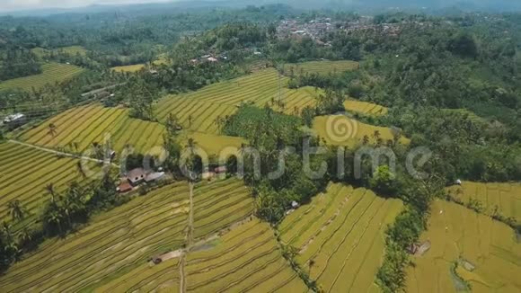露台稻田巴厘岛印度尼西亚视频的预览图
