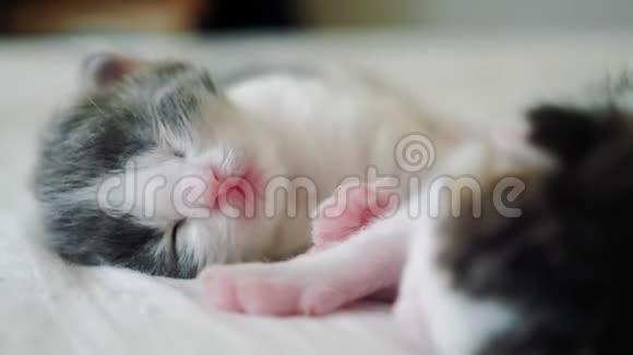 搞笑视频两只宠物可爱新生小猫睡觉团队在床上宠物生活方式概念宠物概念小猫视频的预览图