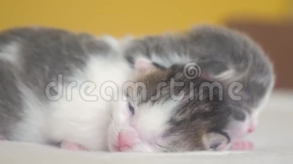 搞笑视频两只可爱的新生小猫在床上集体睡觉宠物概念宠物概念小猫条纹睡眠视频的预览图