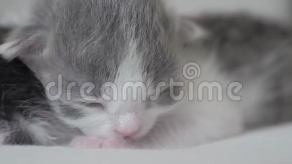 搞笑视频两只可爱的新生小猫在床上集体睡觉宠物概念宠物生活方式概念小猫条纹视频的预览图
