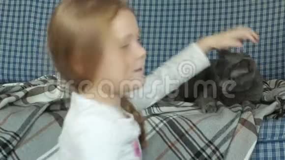 小女孩在沙发上抚摸一只灰色的猫视频的预览图