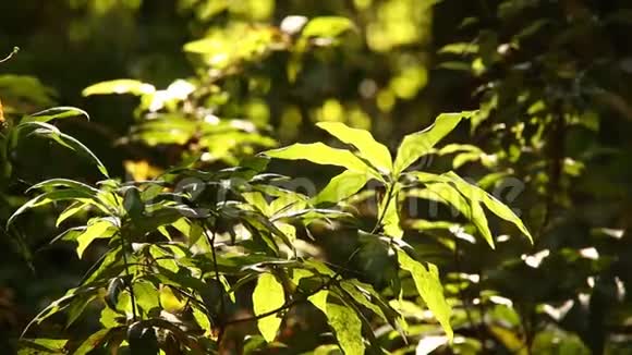 阳光普照的热带雨林中的树木泰国清迈国家公园视频的预览图