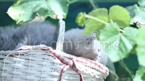 可爱的小猫花园里的英国小鸟视频的预览图