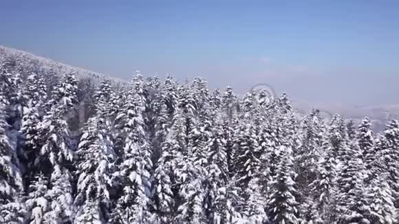 冬季针叶林从上面看空中景观视频的预览图