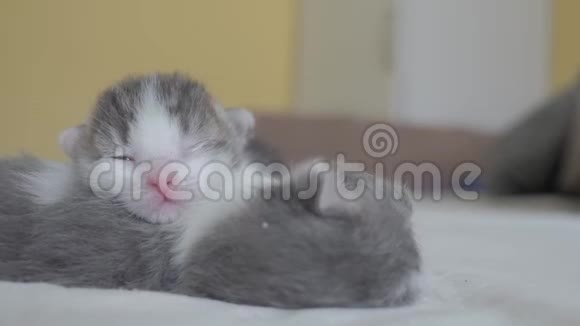 搞笑视频两只宠物可爱新生小猫睡觉团队在床上宠物概念宠物概念小猫猫视频的预览图