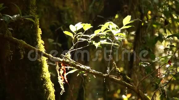 阳光普照的热带雨林中的树木泰国清迈国家公园视频的预览图