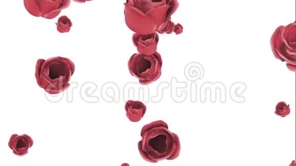 白色背景下落下的红玫瑰视频的预览图