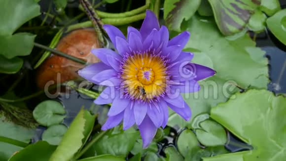 美丽A紫莲是美丽的花型之一视频的预览图
