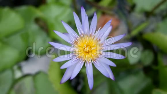 美丽A紫莲是美丽的花型之一视频的预览图