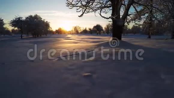 美丽的雪景冬天的树日落空中镜头四处飞行视频的预览图