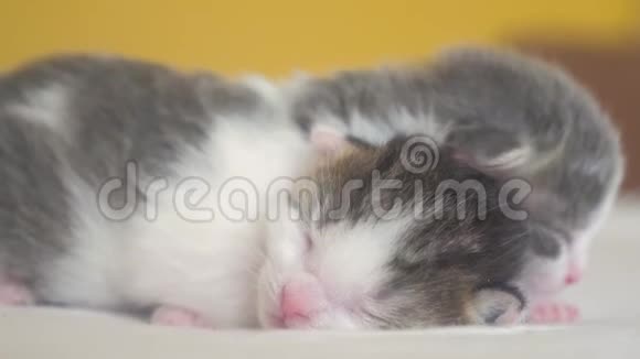 两只可爱的新生生活方式小猫在床上集体睡觉宠物概念宠物概念小猫条纹睡眠视频的预览图