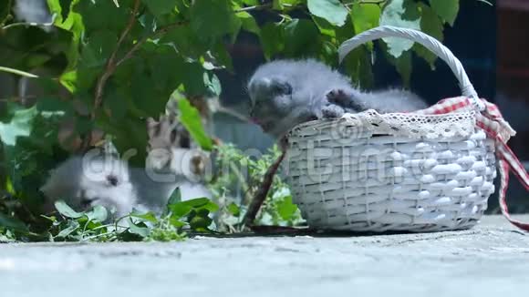 可爱的英国小猫在户外喵喵叫视频的预览图