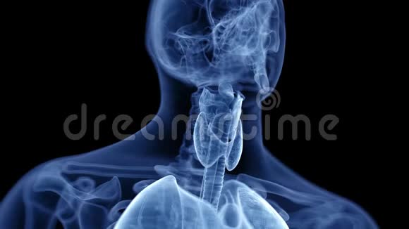 人类的喉结视频的预览图