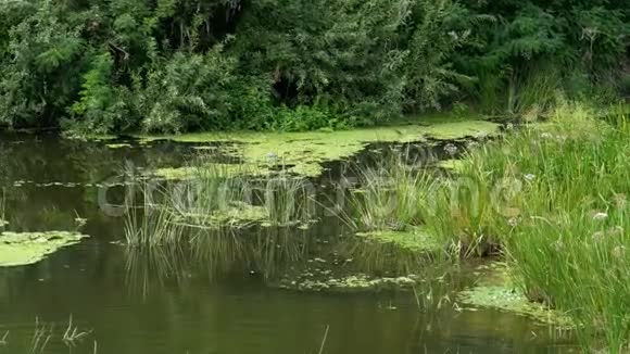 大自然在河流上绿色的植被在河岸上视频的预览图